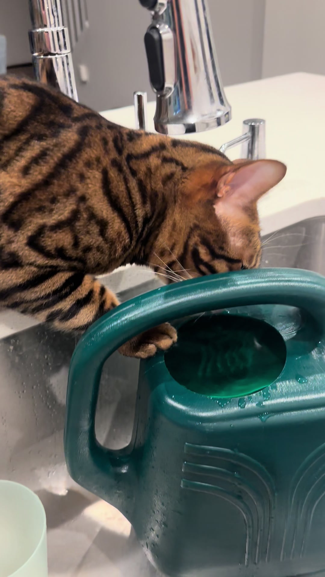 @Tiny Leopard Cats