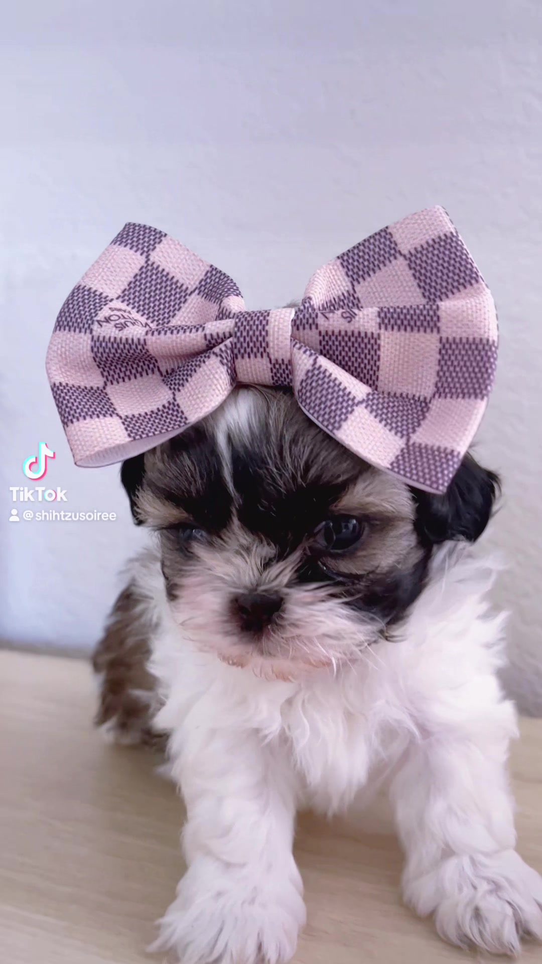 @SHIHTZU SOIRÉE