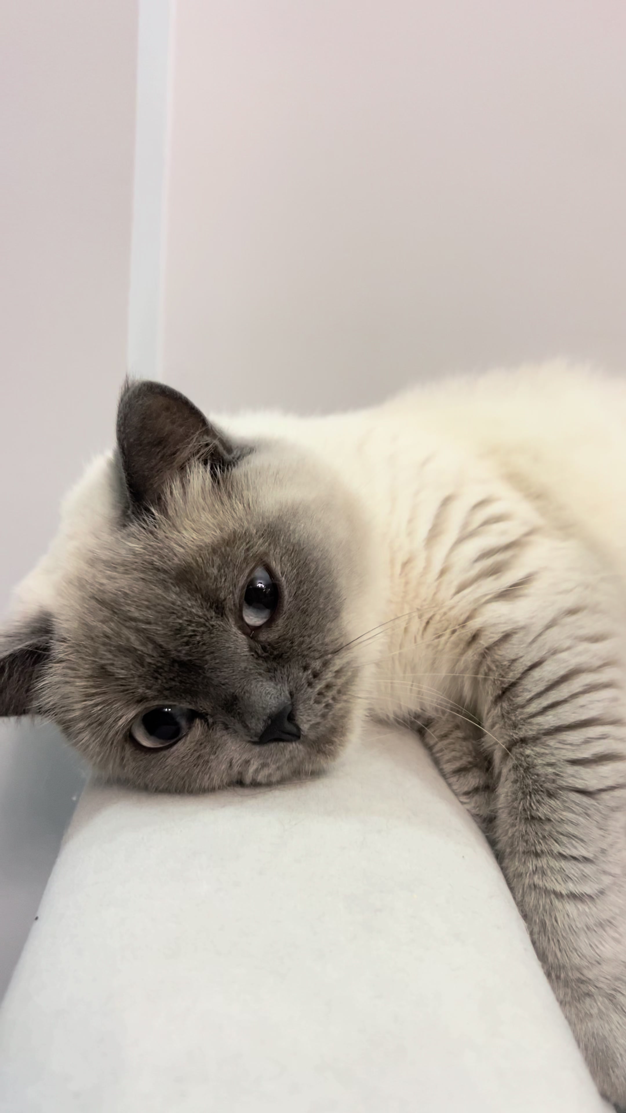 @Трускавецька киця 😻