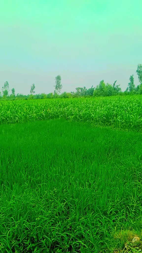 @farooqabbas517