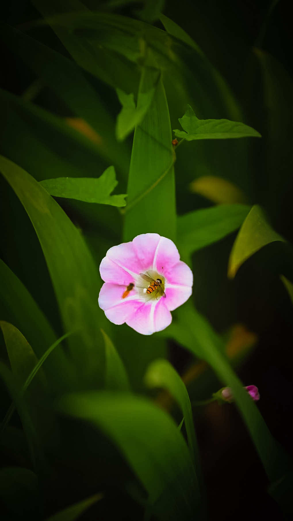 @𝑻𝒂̂𝒏 𝑻𝒉𝒊