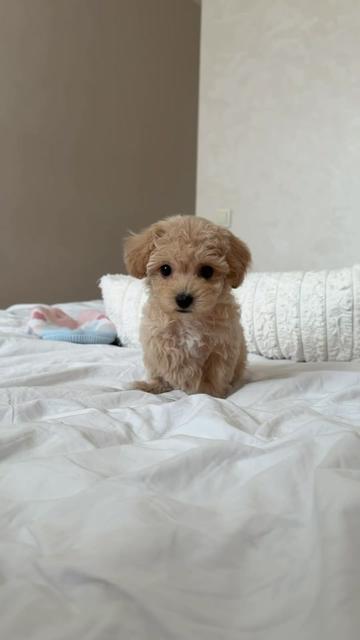 @Maltipoo Puppy Place