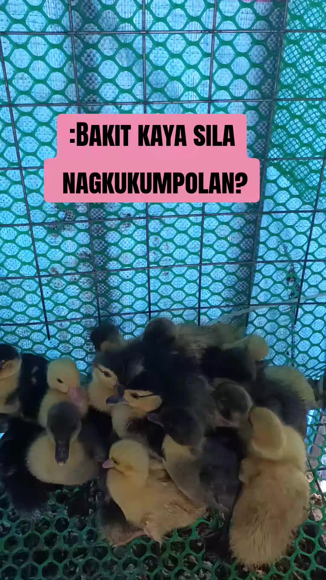 @Mabikas Agripamilya