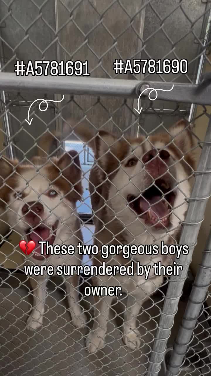 @Cane Corsos