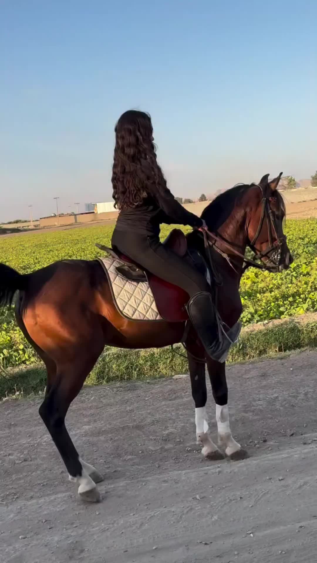 @danihorses2