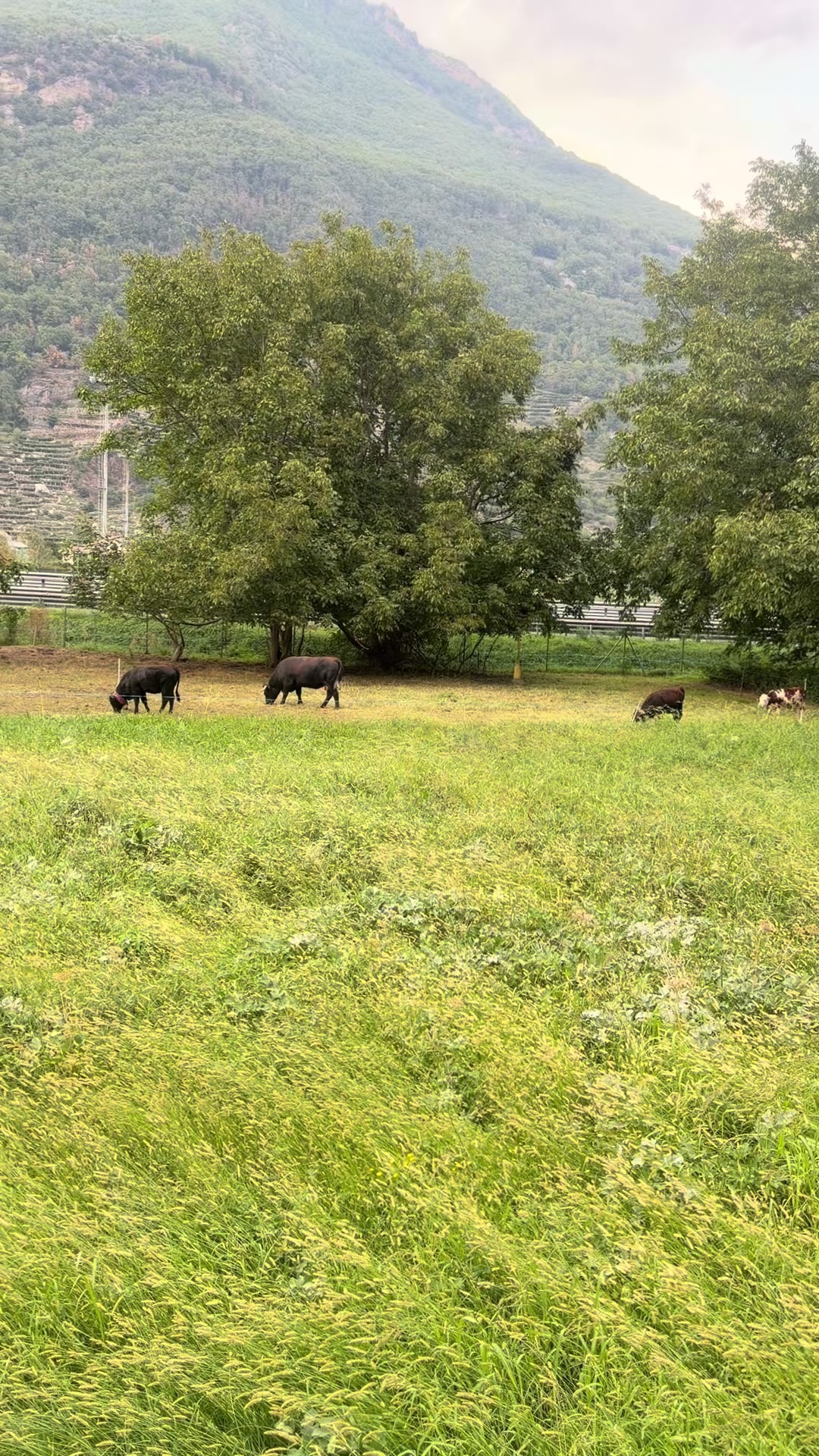 @Alberca