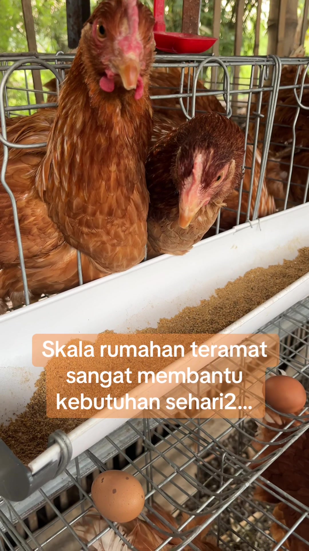@TERNAK KITA
