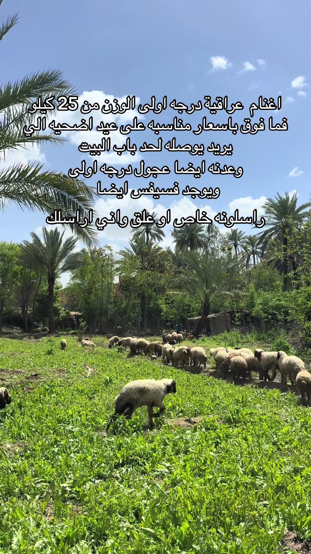 @د. بارق ( راعي الحلال )
