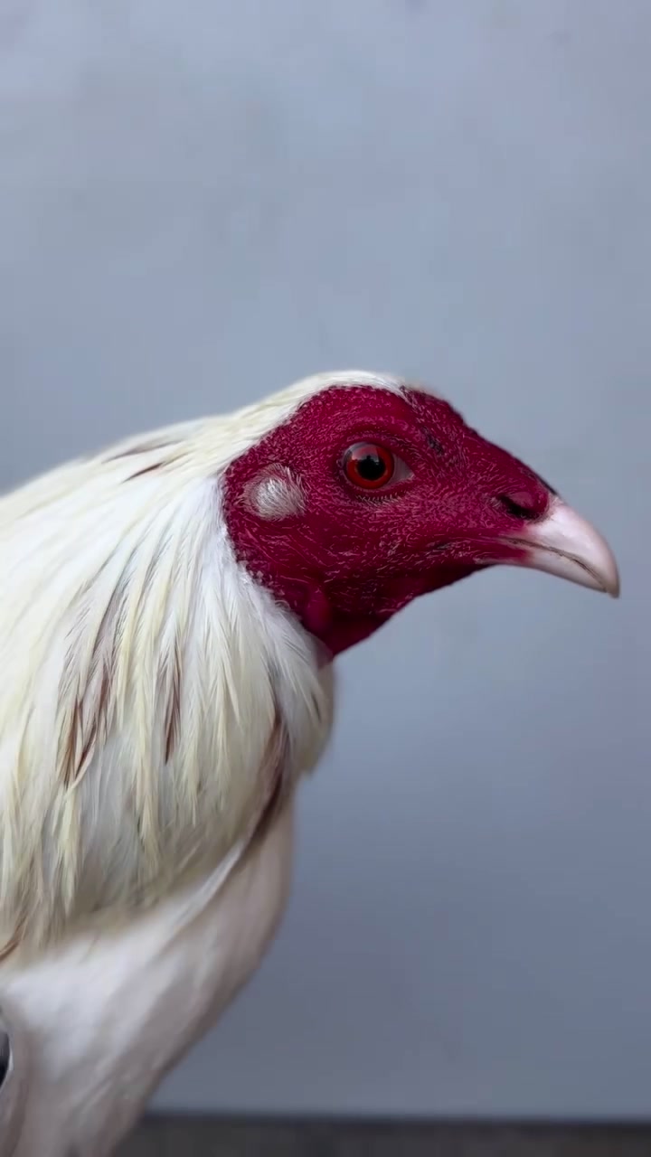 @Los Gallos Más Finos