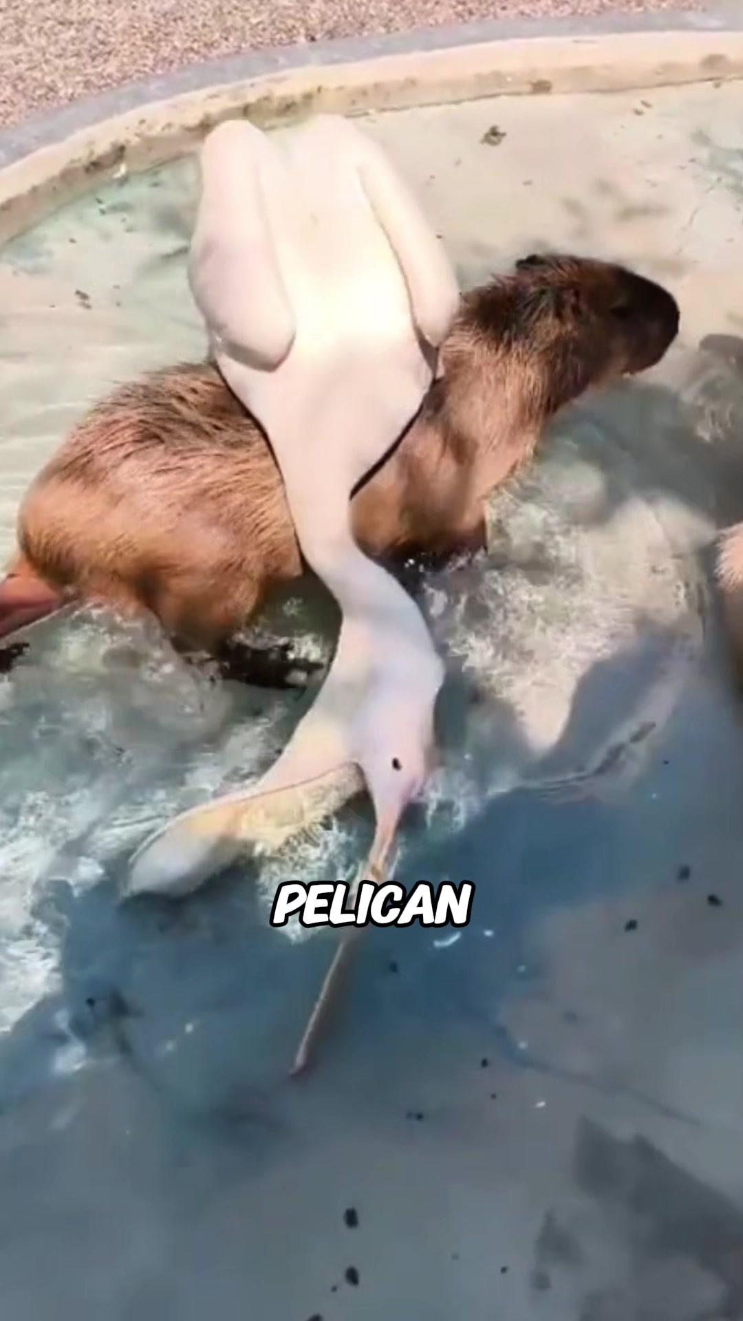 @rescuetails