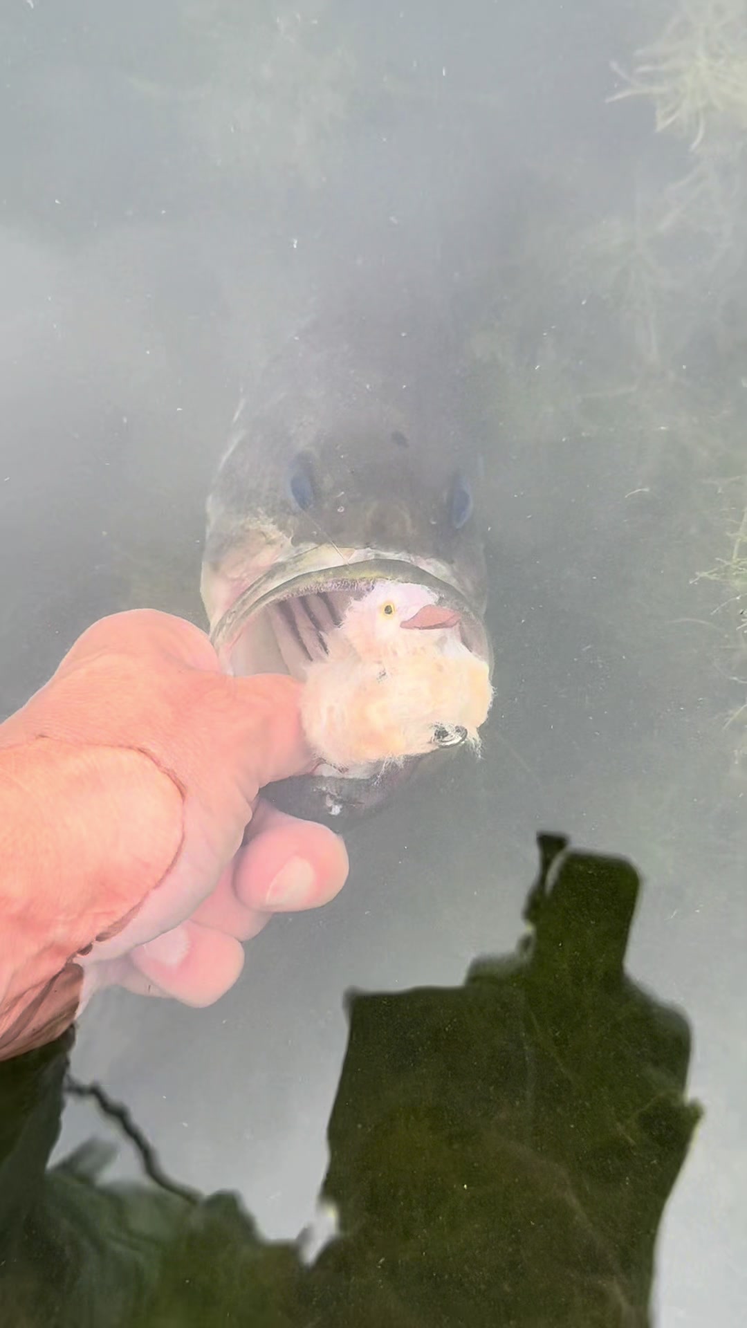 @FlyFishDelawhere