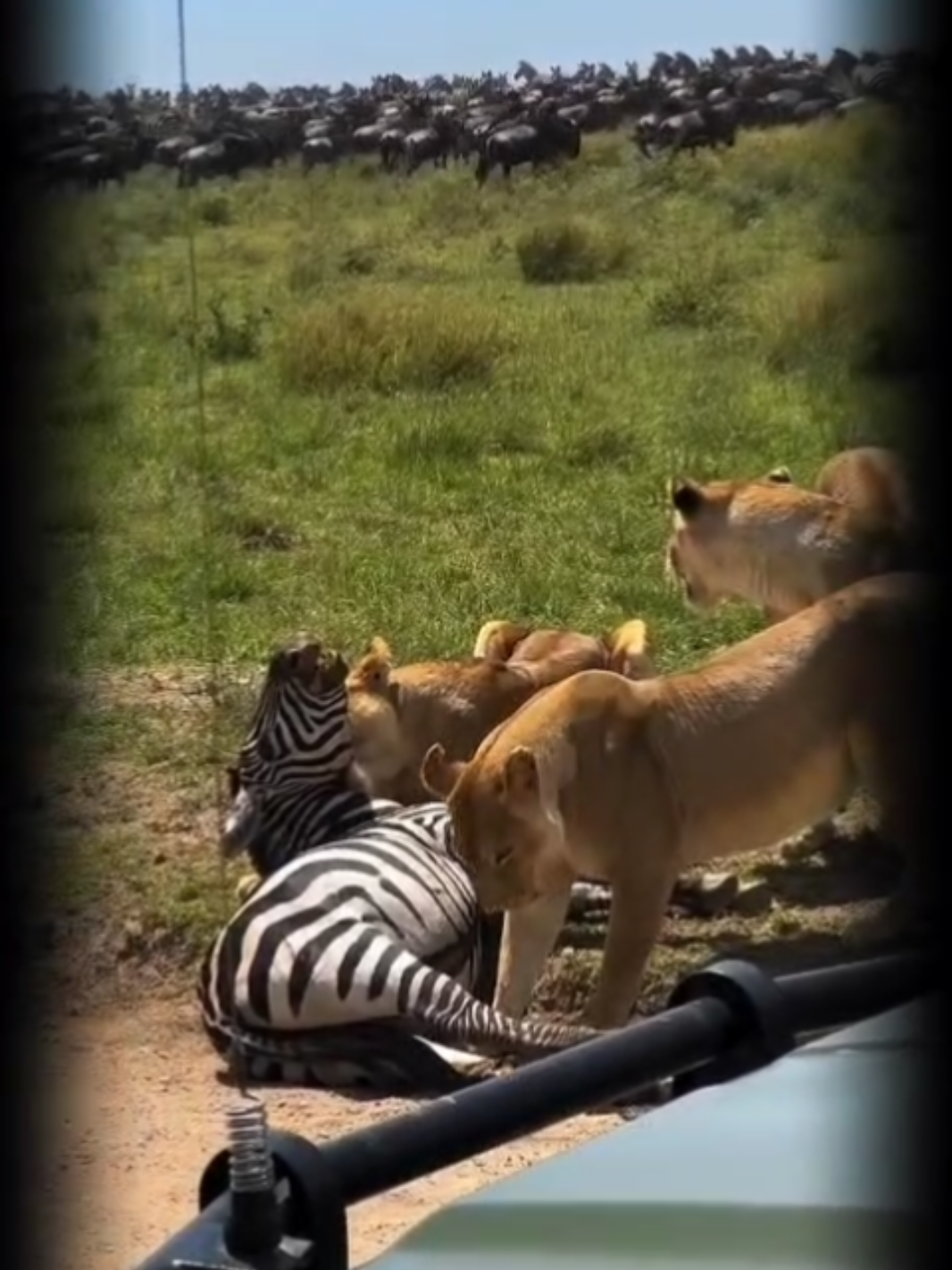 @Nesh Tours and Safaris