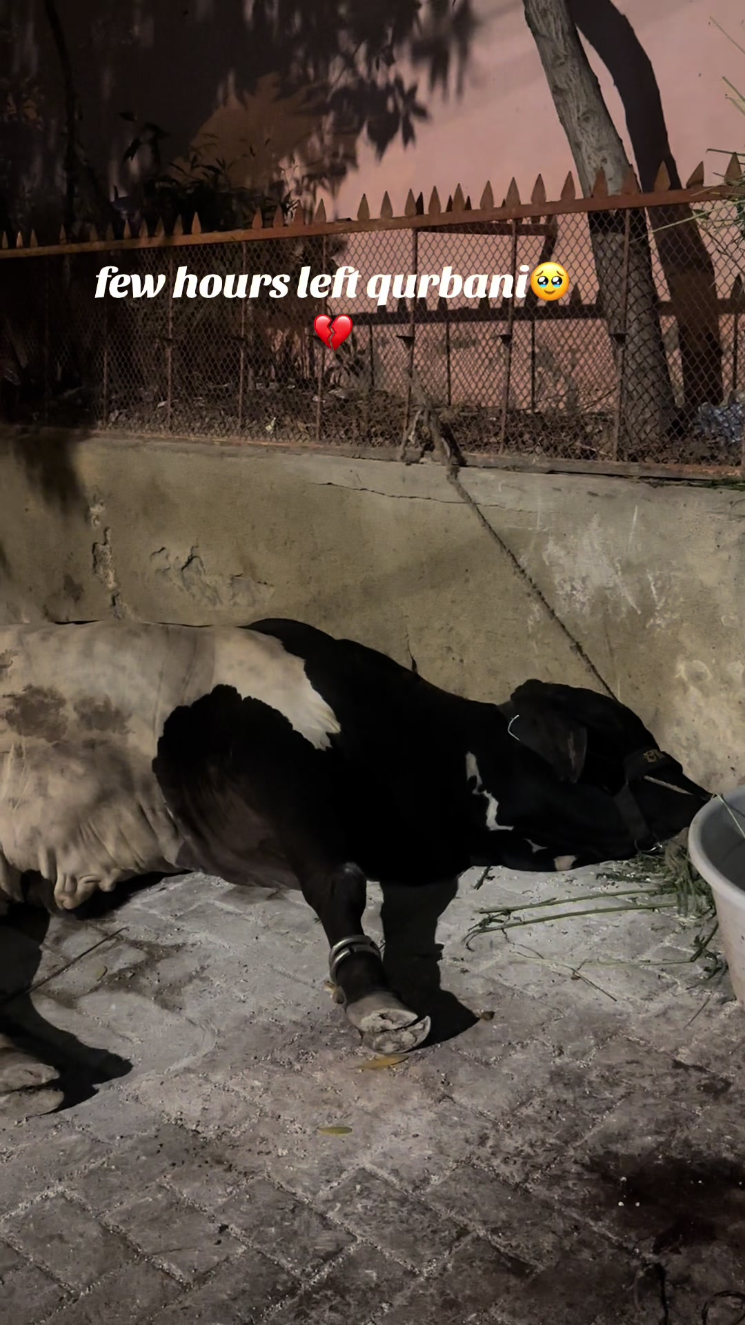 @مد ثر😇