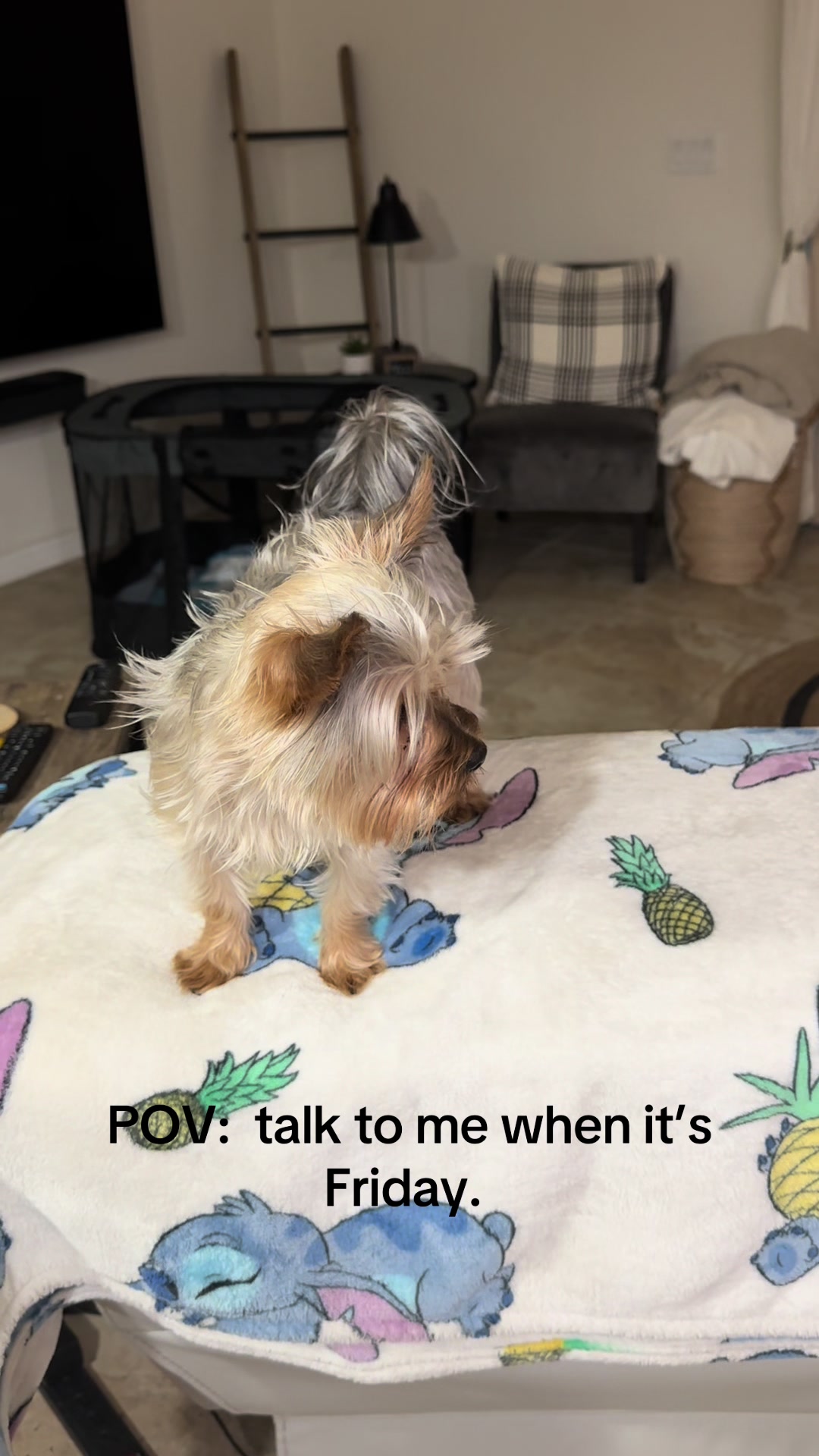@Penny the Yorkie