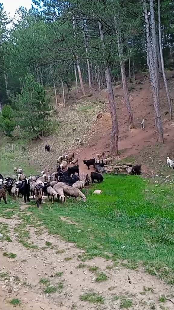 @Osman Eğilmez