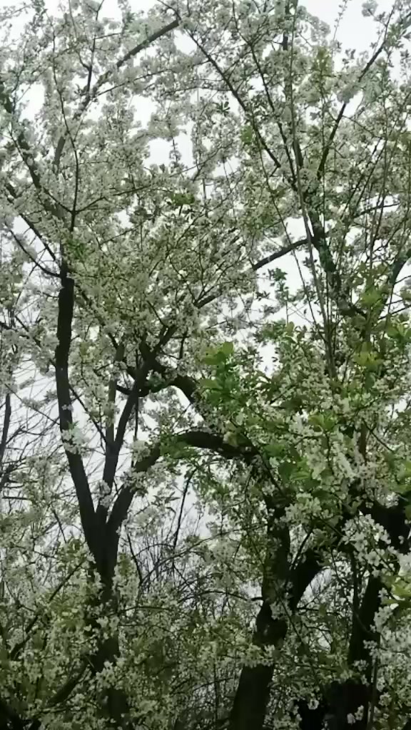 @Rizwan Kashmeri