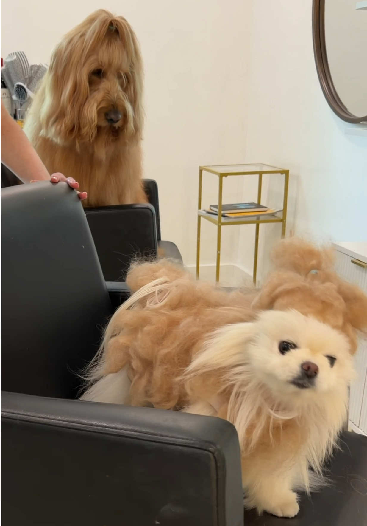 @Brodie The Goldendoodle