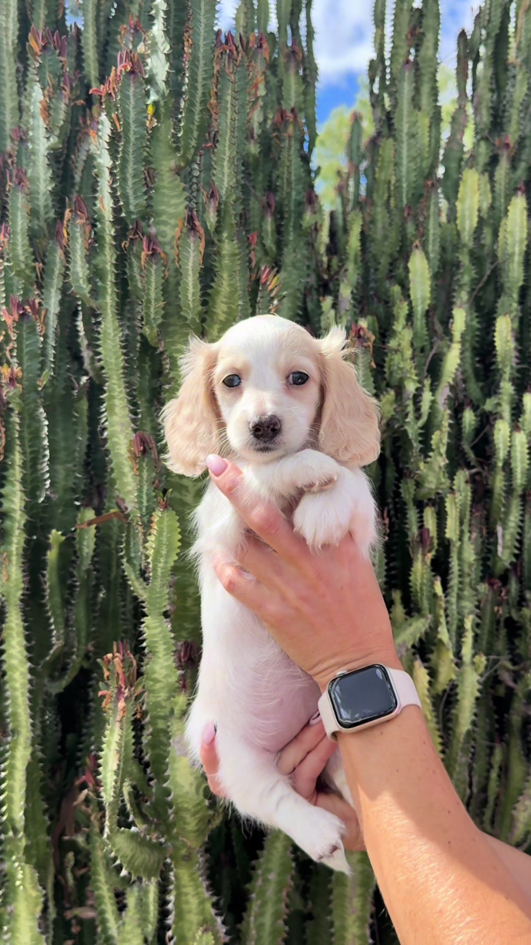 @Dachshund Dynasty