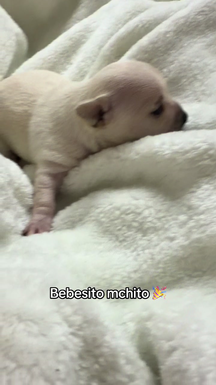 @chihuahuasbabies