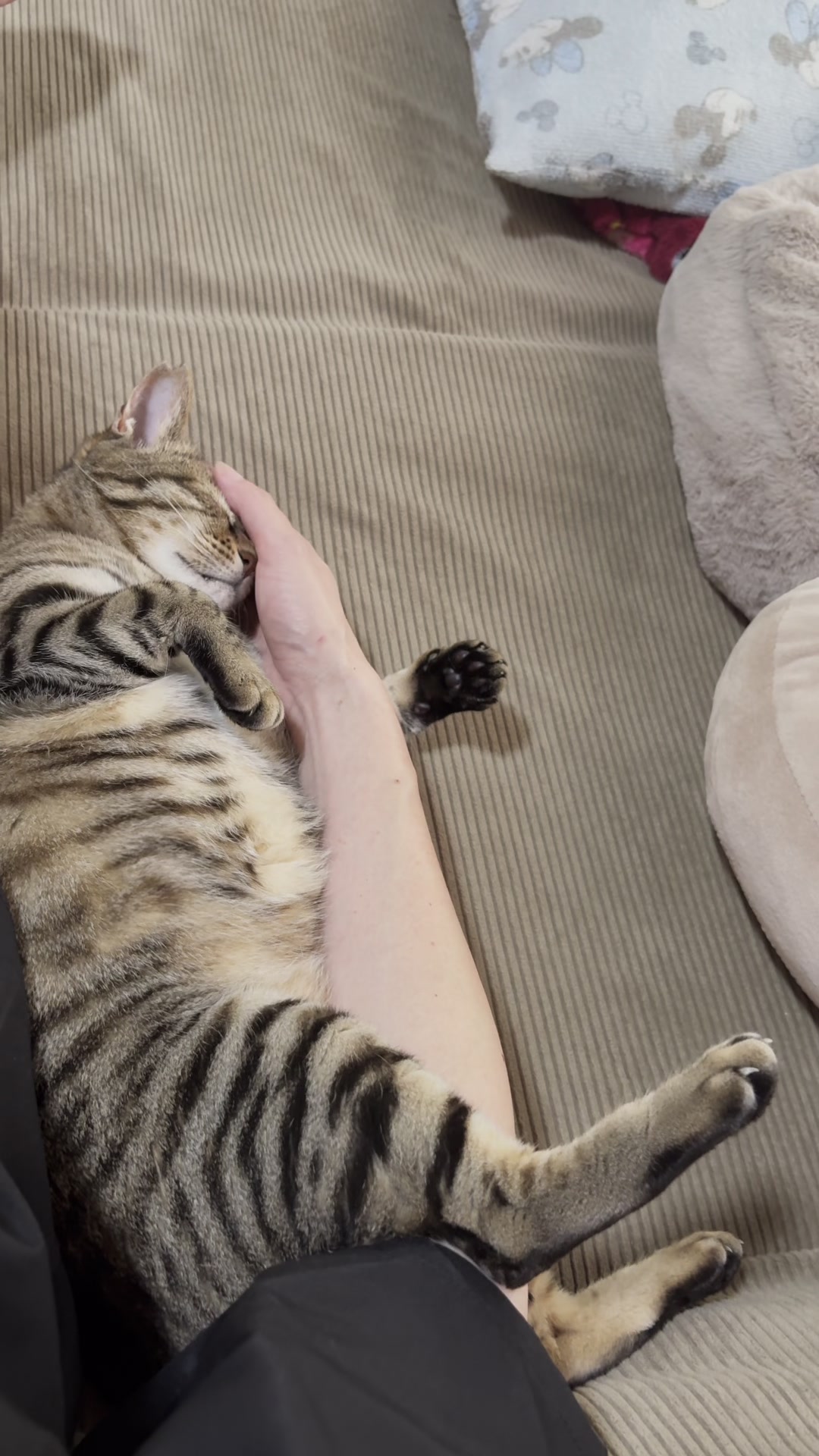 @ねこぷにもふ｜ホワイトシェパードのハクちゃん