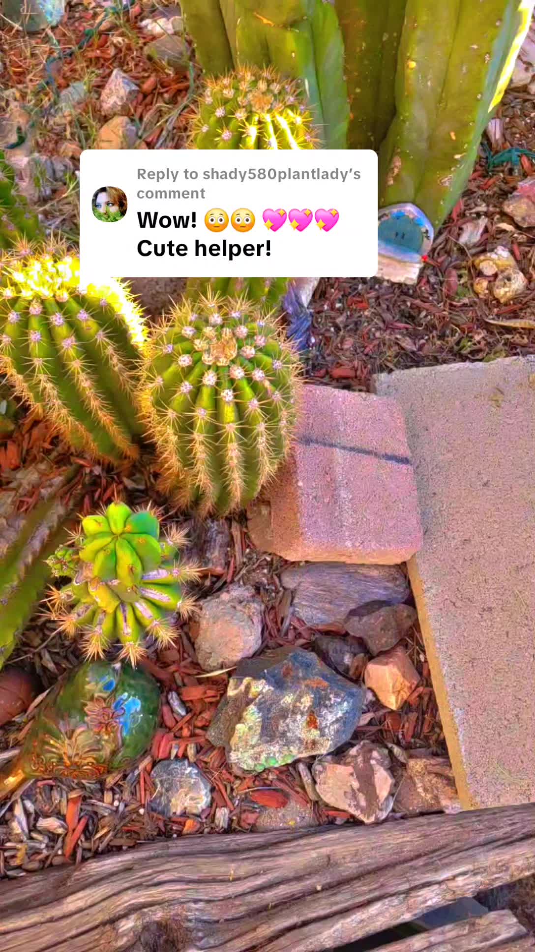 @cactifam