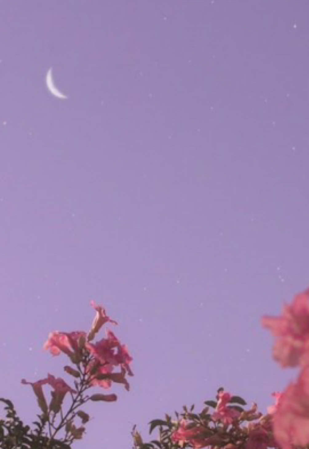 @🎀𝐼𝓇𝑒𝓃𝑒 (Turbos luv)🌸