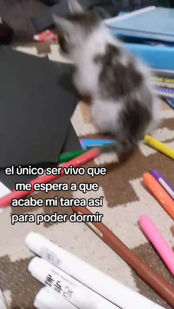 @wara estrella 😅