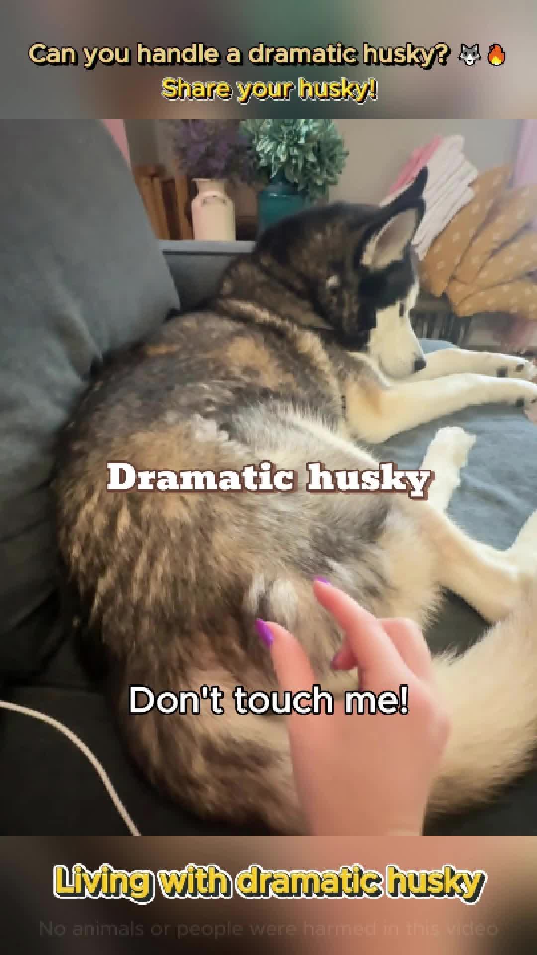 @pet.funny799