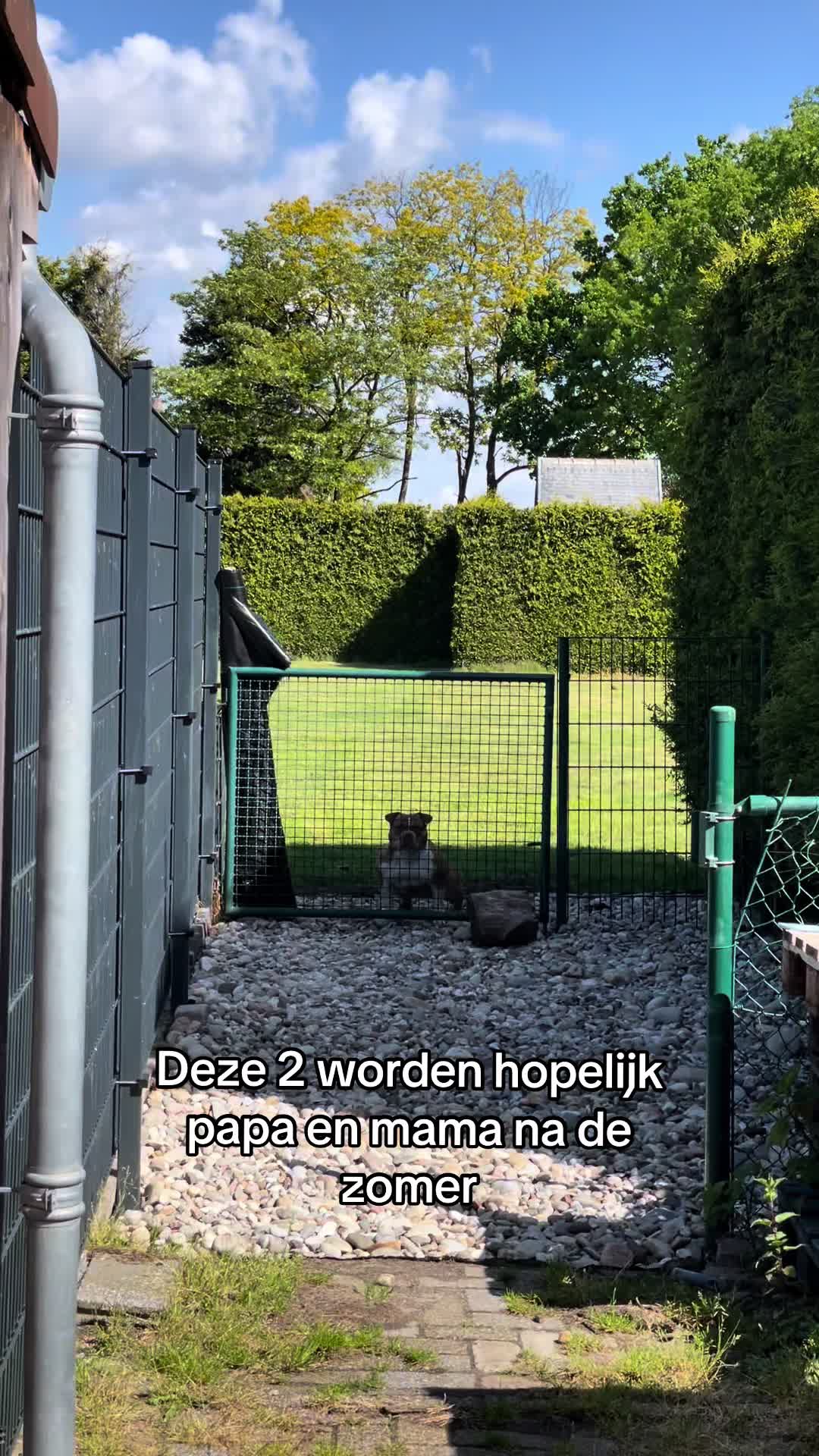 @bigdutchbullykennel