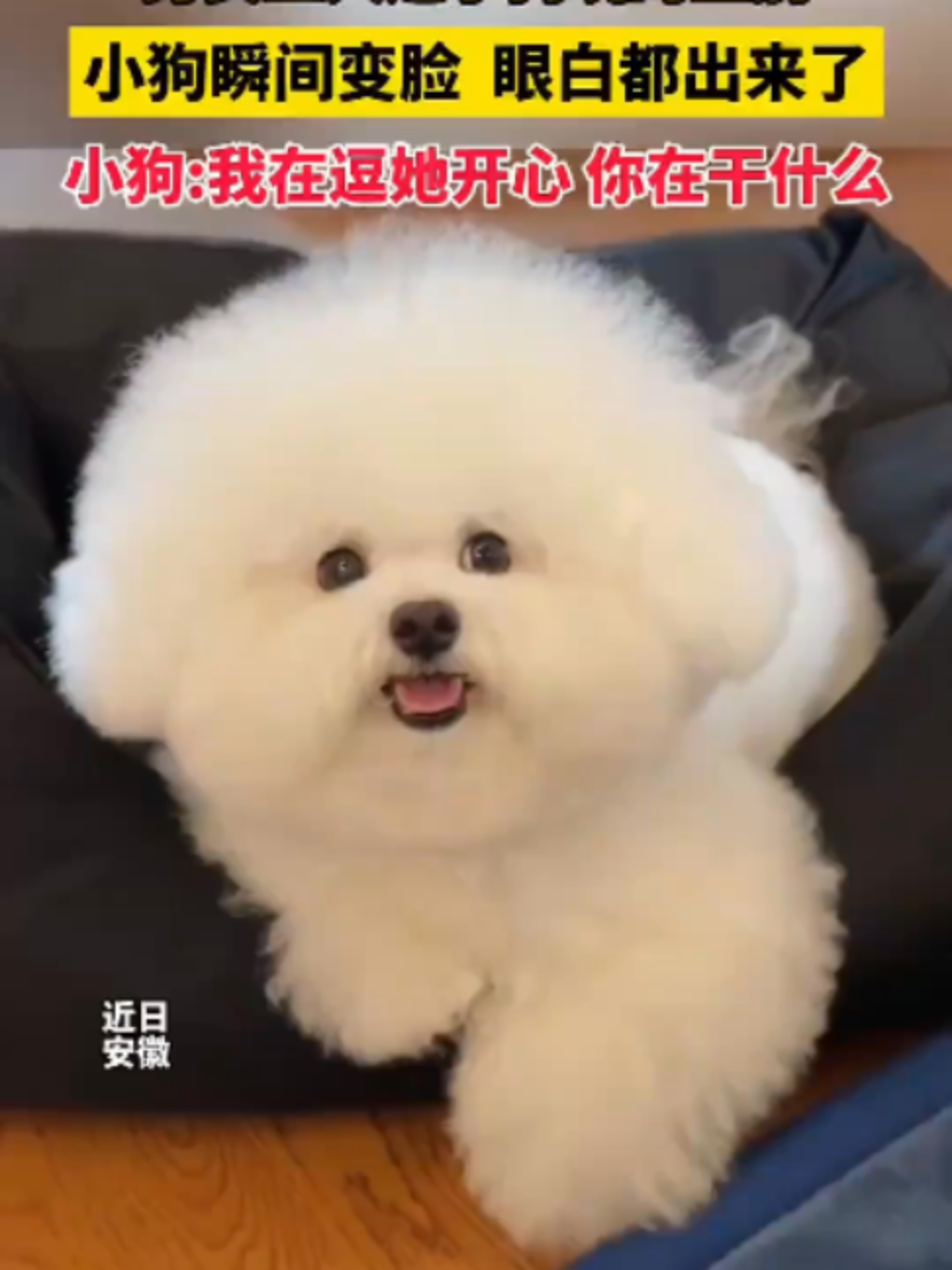 @中国蓝国际