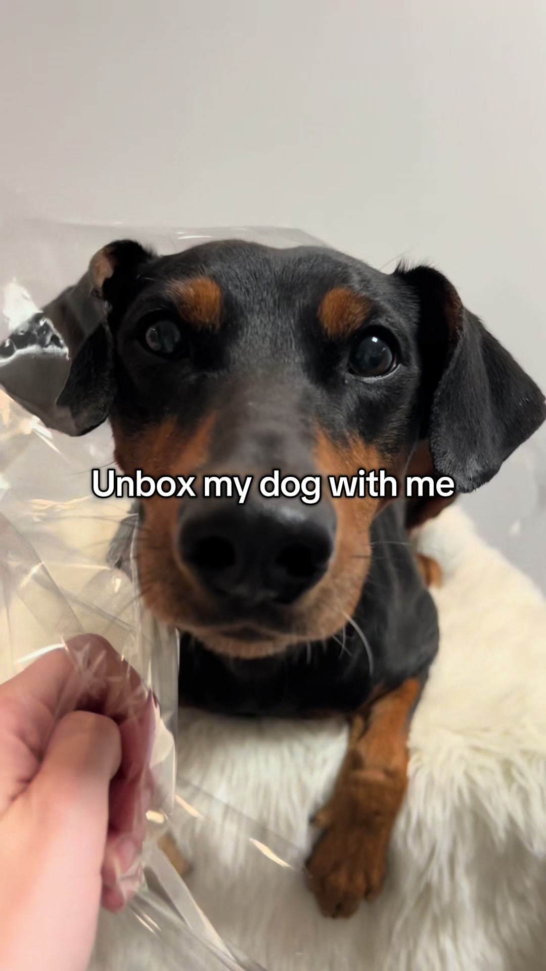 @AlvaTheHotDog