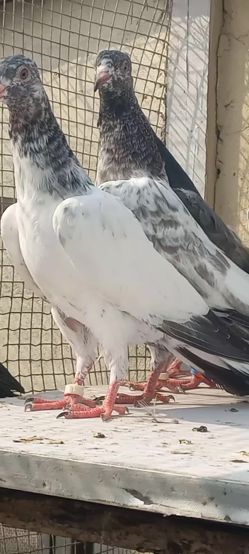 @Ranakasuripigeon