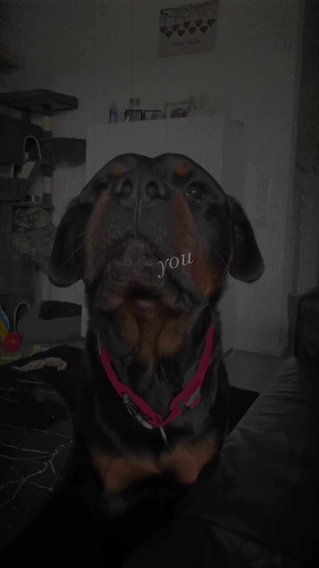@teufels_tochter_666