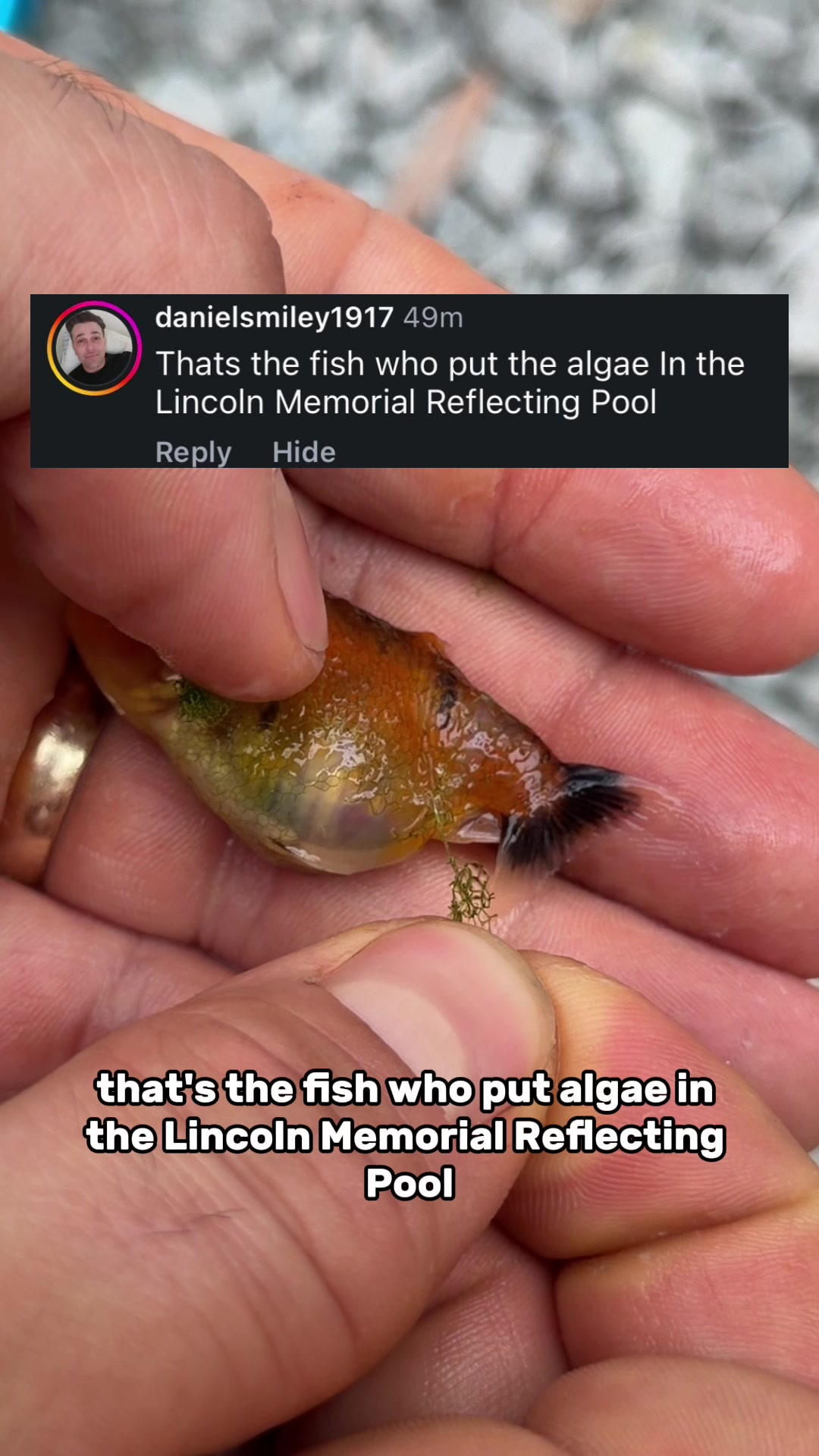 @The Goldfish Guy