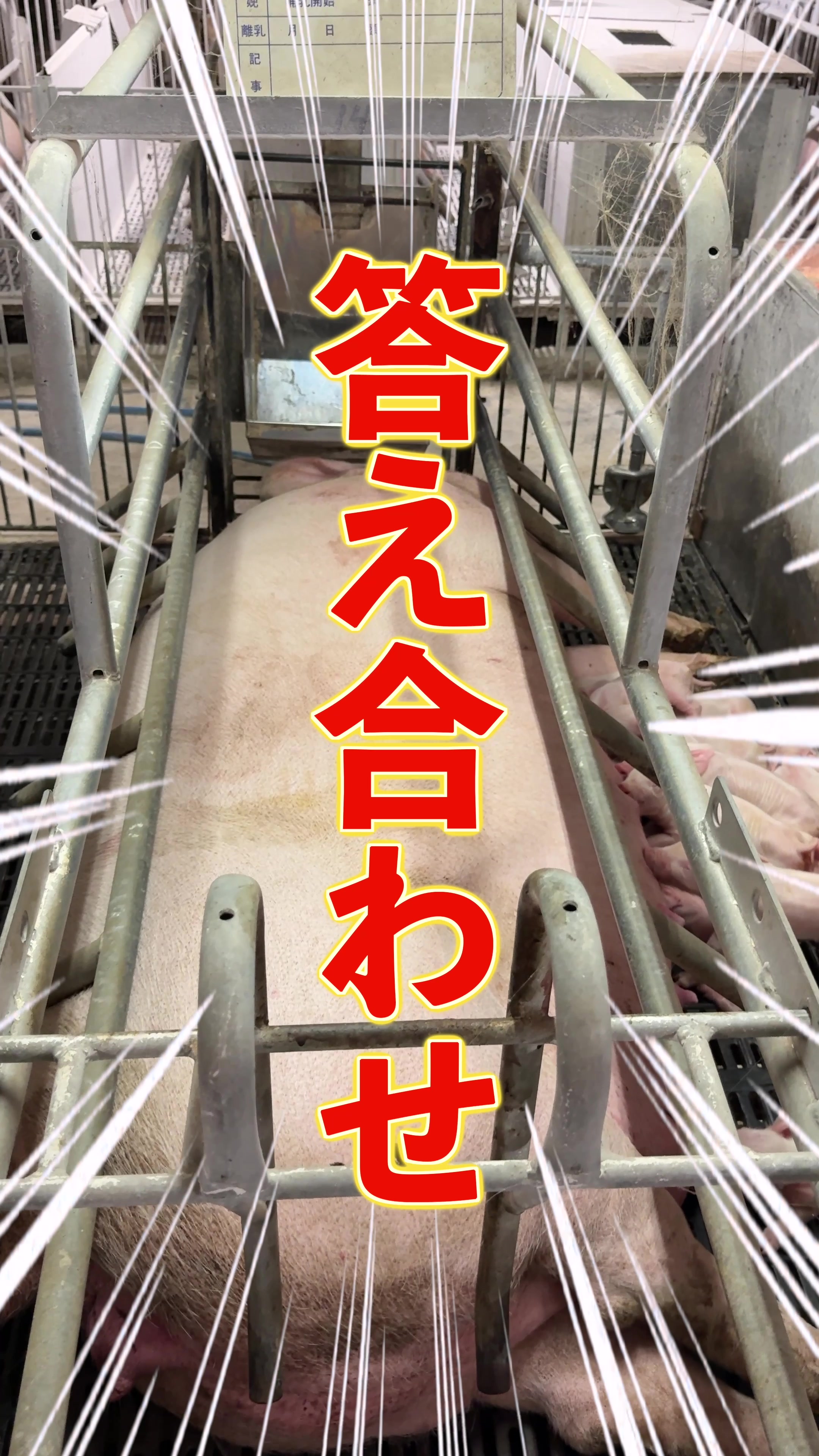 @小野友也ブタのお兄さん『命の恵』