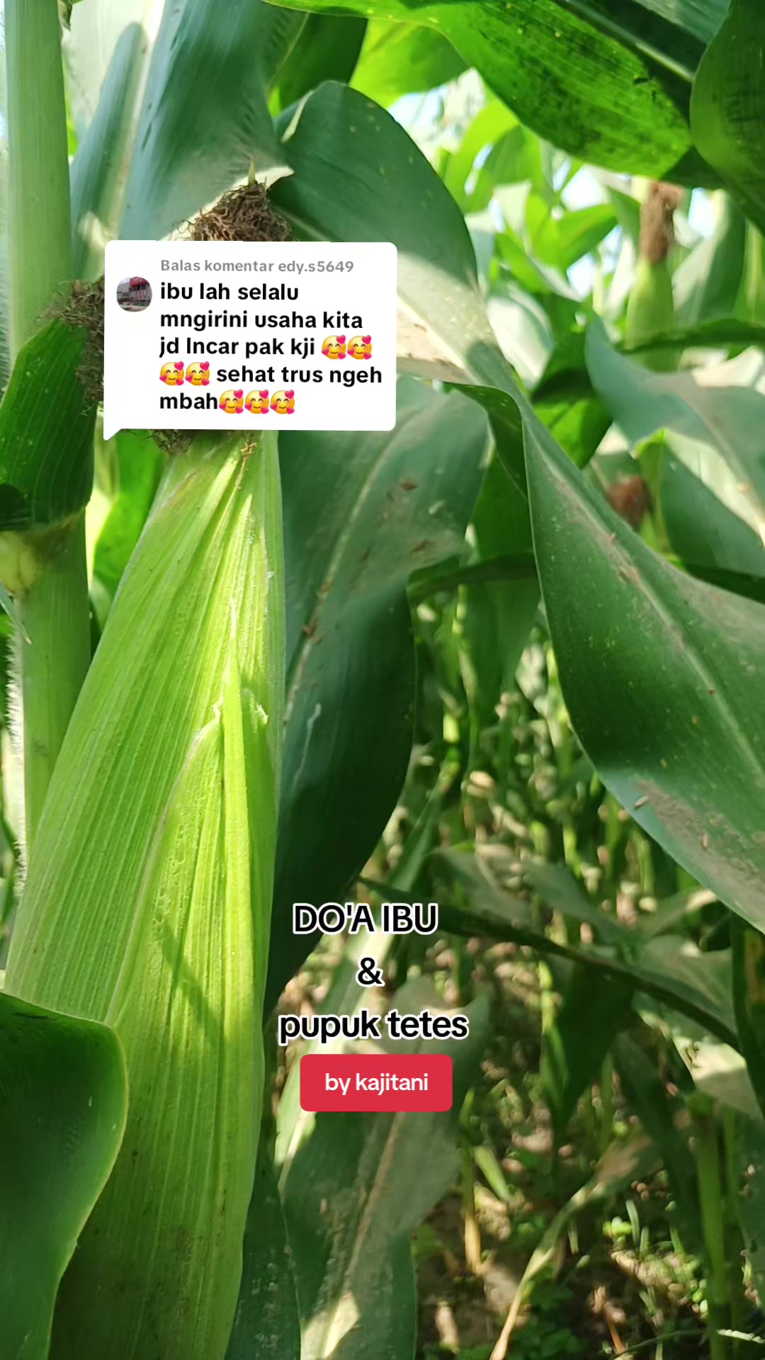 @KAJITANI
