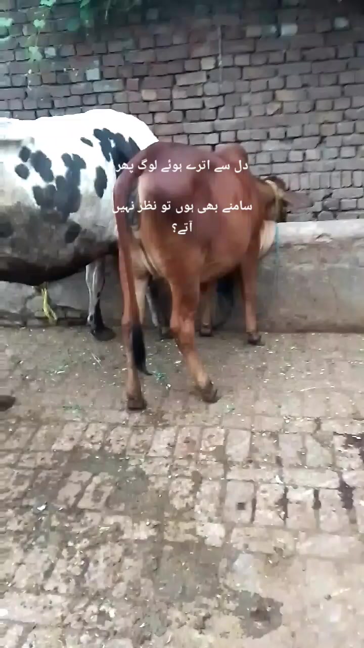 @Qasiar Abbas