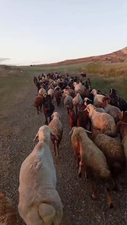 @Ebubekir Kılıç