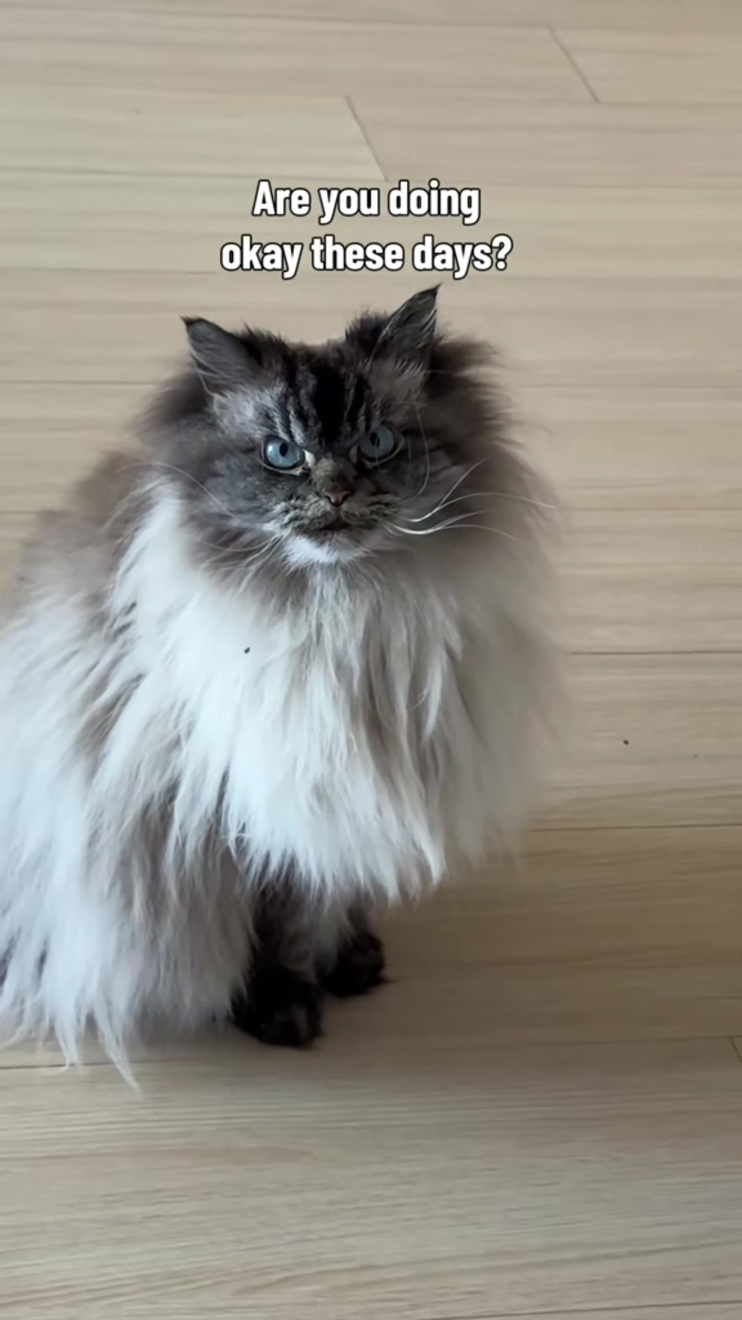 @Merlin Ragdoll
