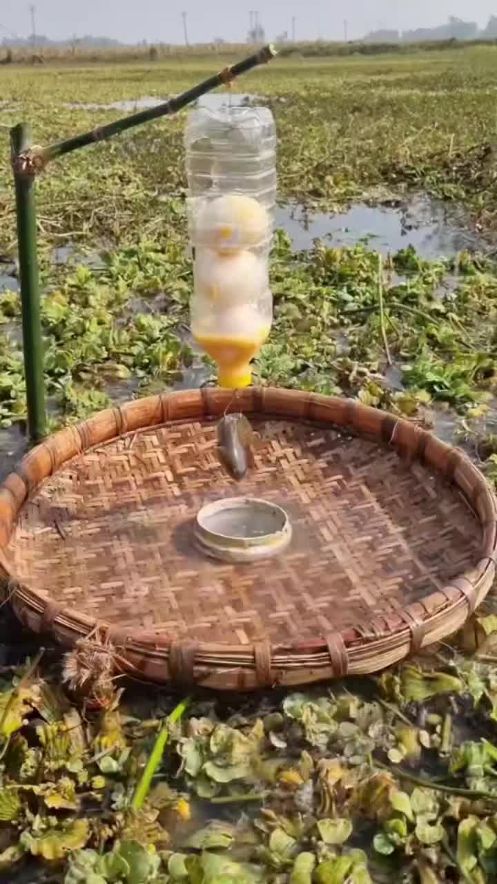 @Donjo