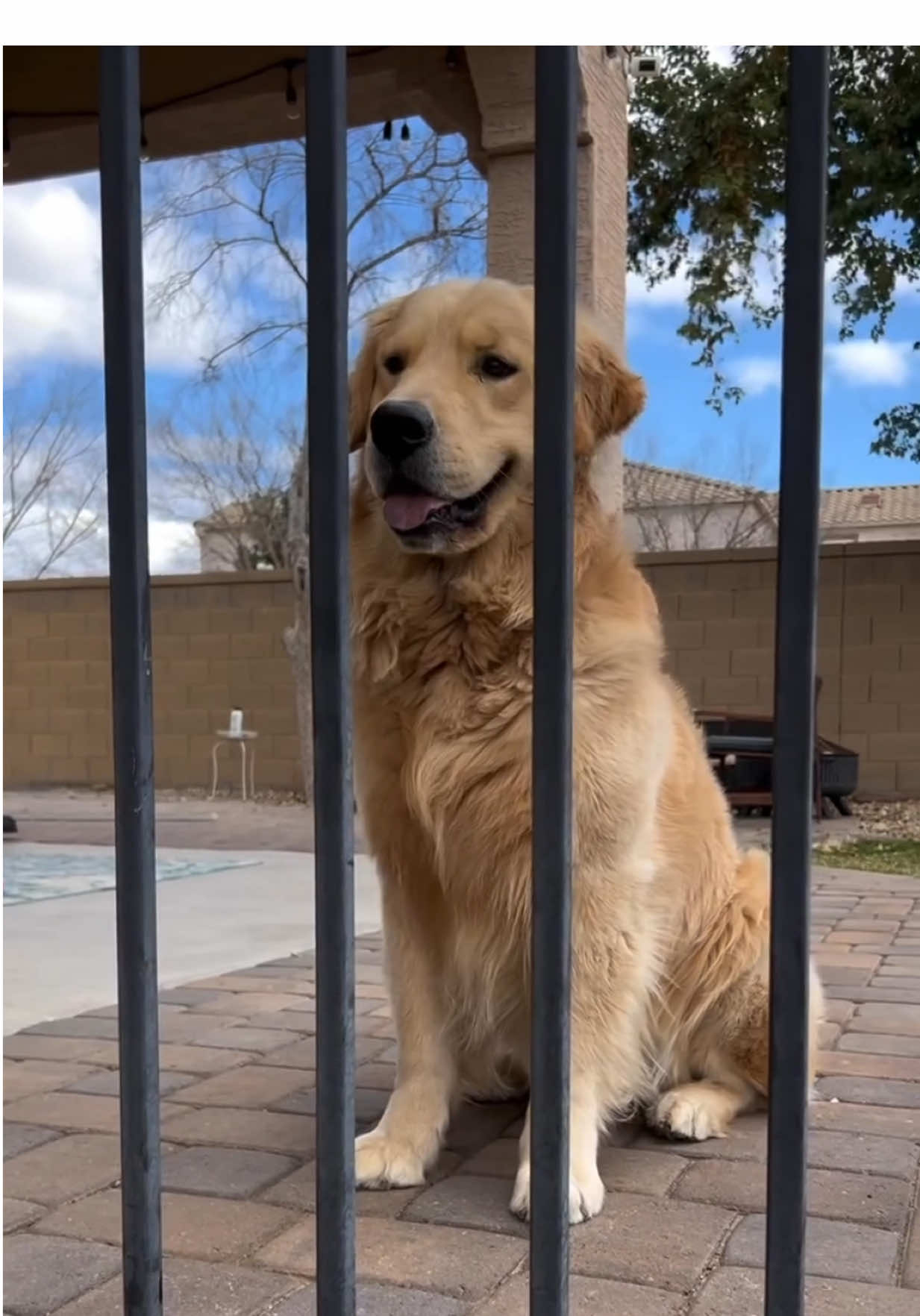 @kolom_golden_retrievers