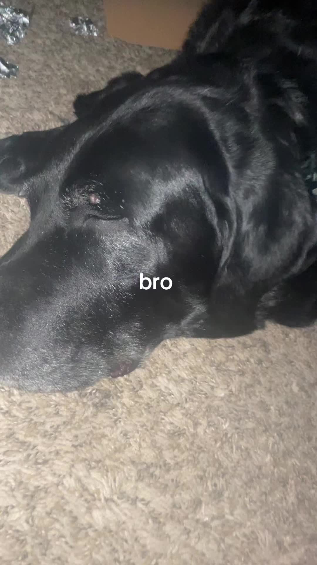 @monkeyoverlord69
