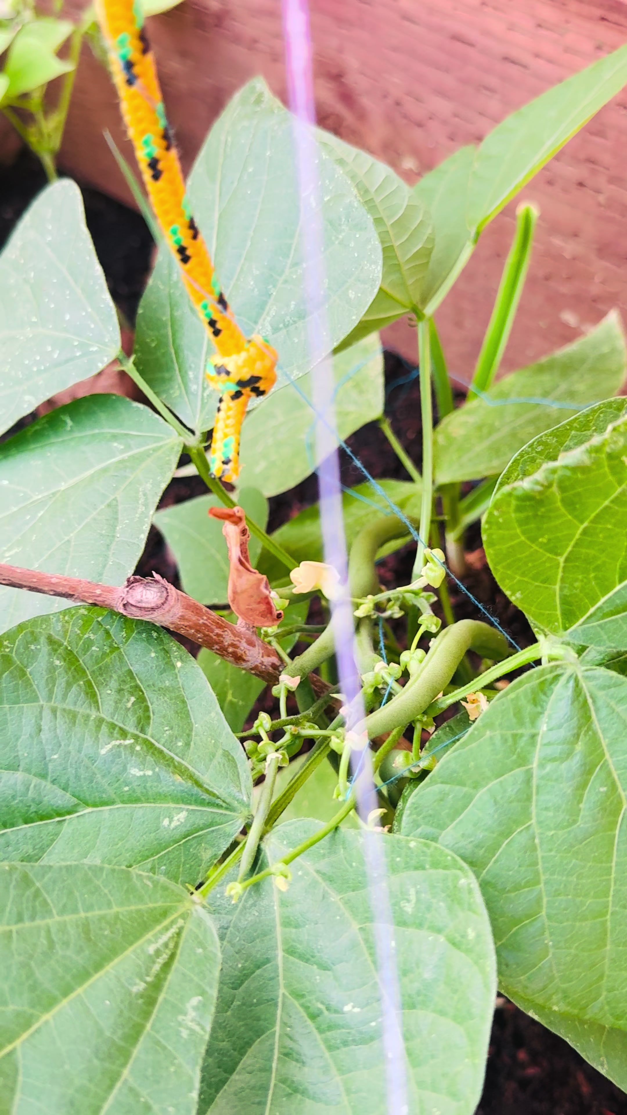 @Bhawani Adhikari 🕉️