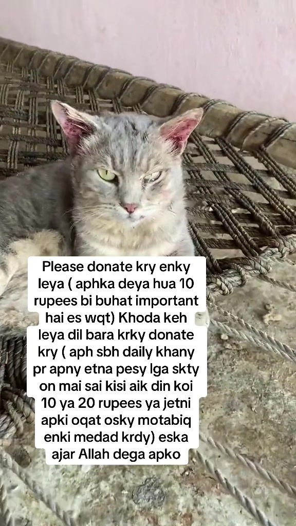 @mirha.donate.for.cat