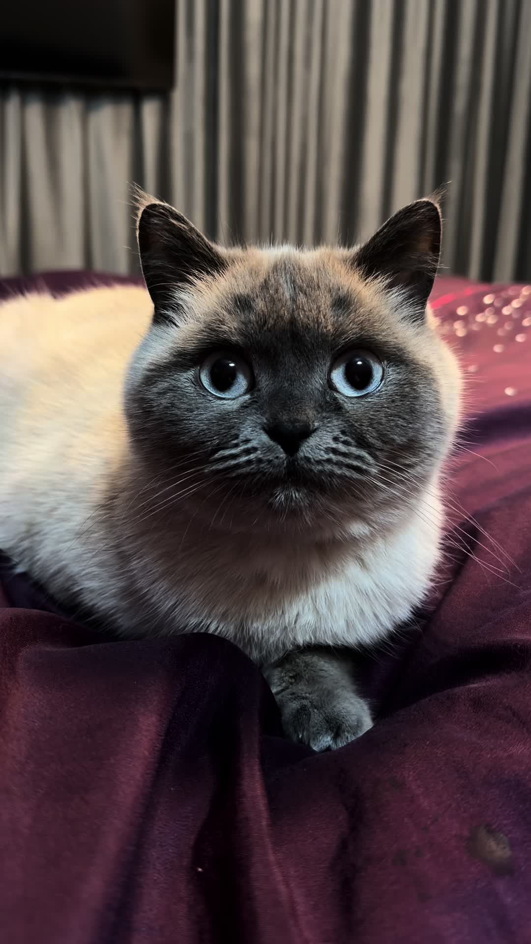 @Трускавецька киця 😻