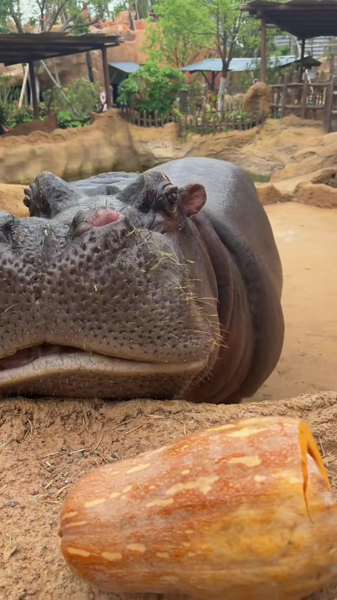 @Hippo