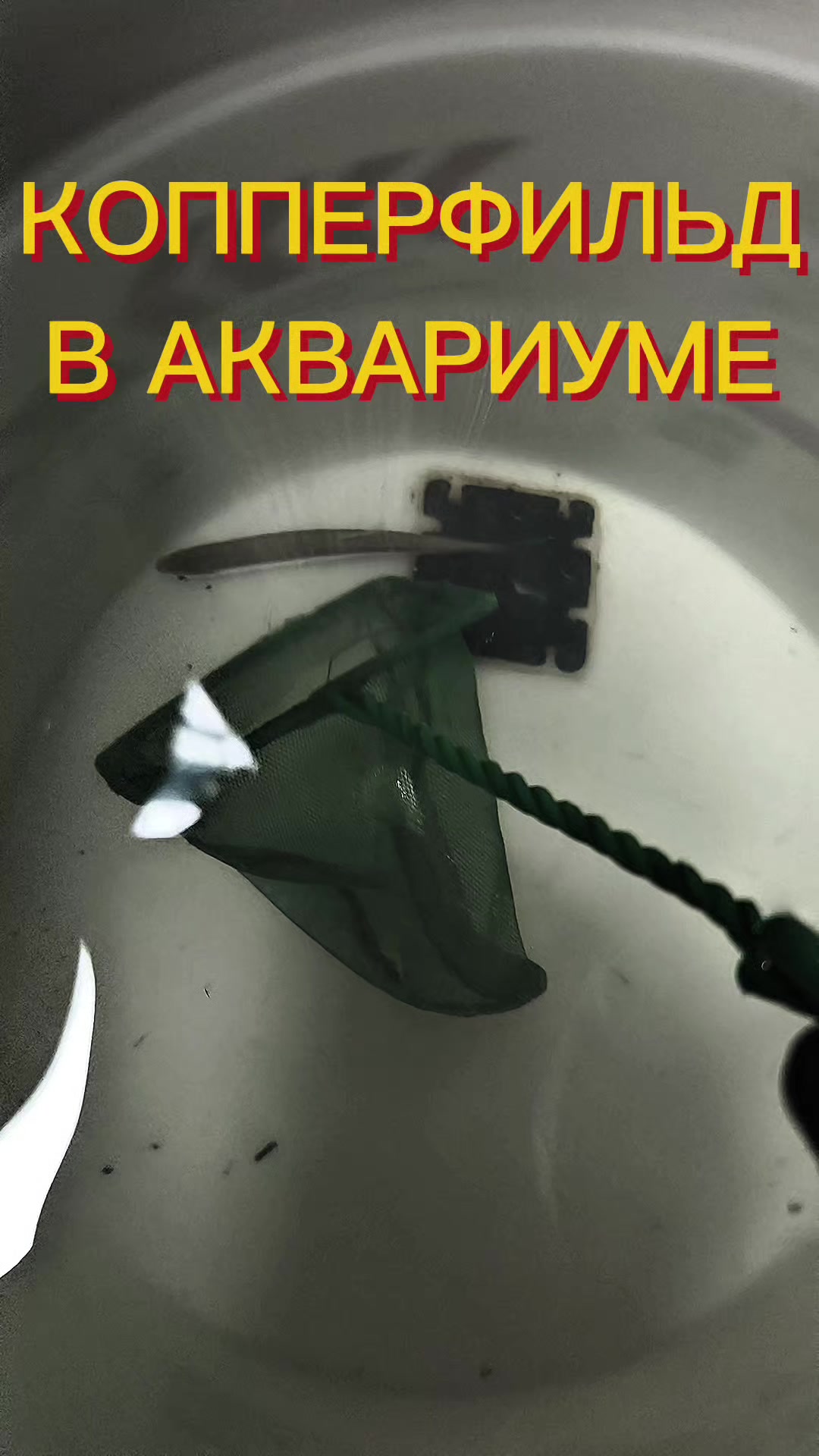 @Судак в Аквариуме