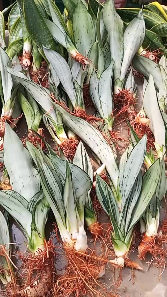 @clara flora.ind