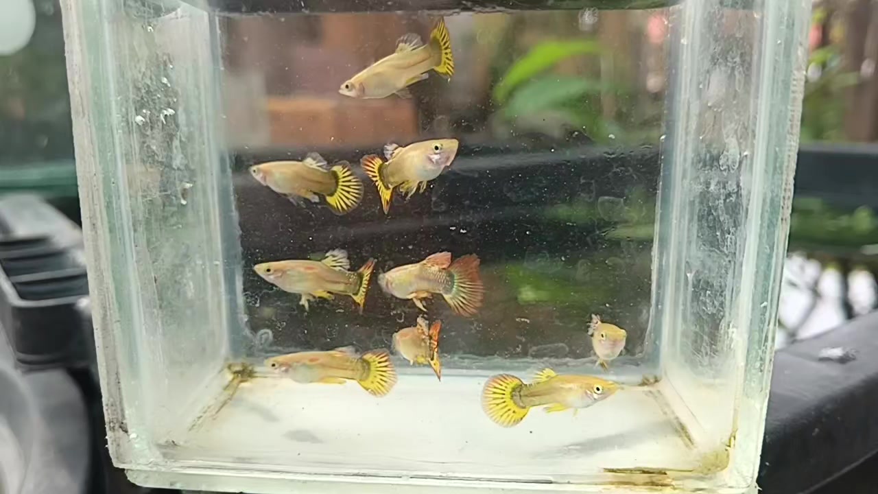 @dexx aquatics