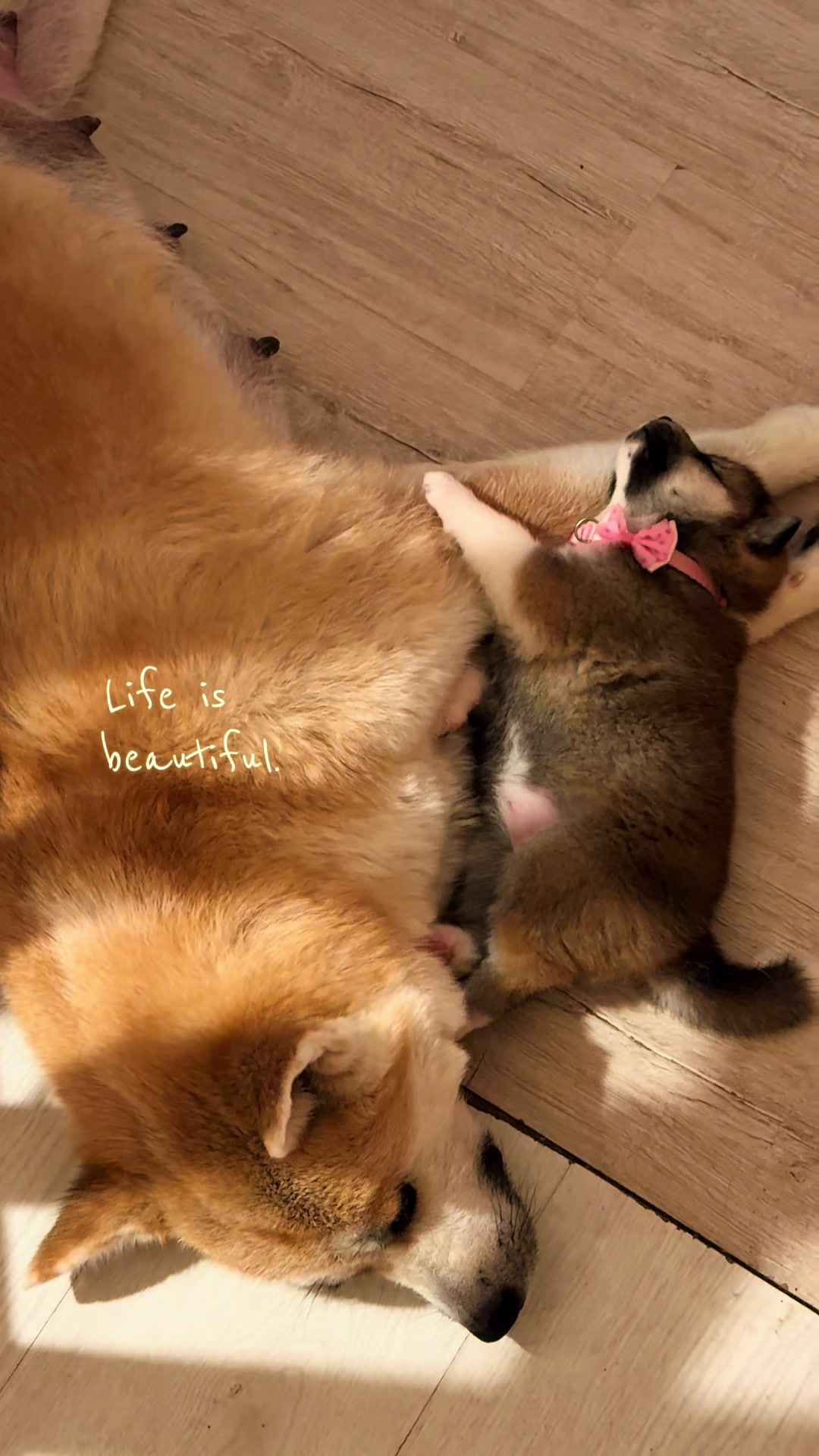 @oh_myakita